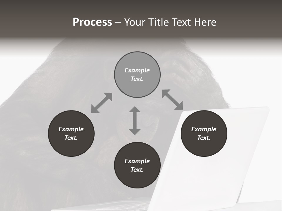 Monkey (Mixed-Breed Between Chimpanzee And Bonobo)V Playing With A Laptop In Front Of A White Background PowerPoint Template