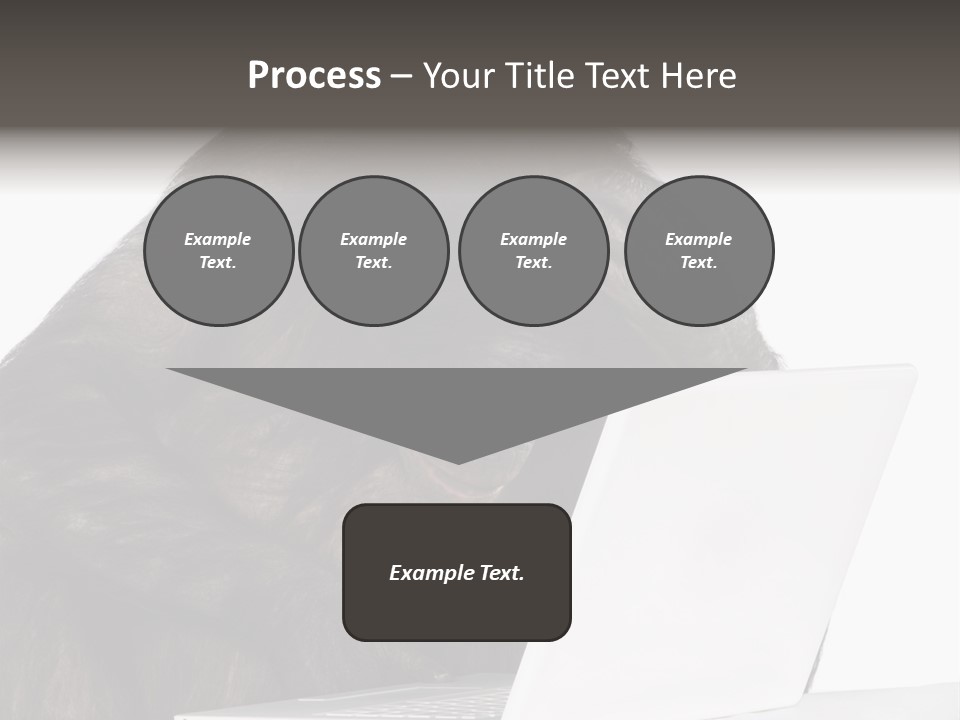 Monkey (Mixed-Breed Between Chimpanzee And Bonobo)V Playing With A Laptop In Front Of A White Background PowerPoint Template