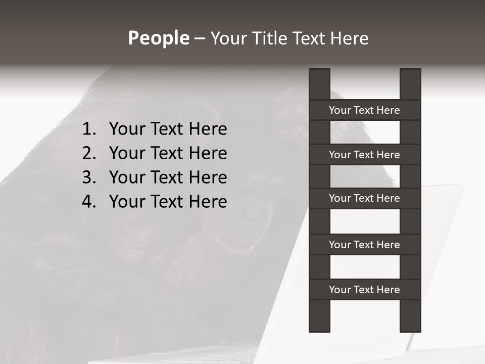 Monkey (Mixed-Breed Between Chimpanzee And Bonobo)V Playing With A Laptop In Front Of A White Background PowerPoint Template