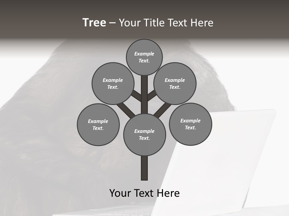 Monkey (Mixed-Breed Between Chimpanzee And Bonobo)V Playing With A Laptop In Front Of A White Background PowerPoint Template