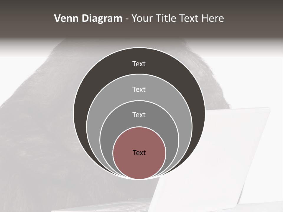 Monkey (Mixed-Breed Between Chimpanzee And Bonobo)V Playing With A Laptop In Front Of A White Background PowerPoint Template