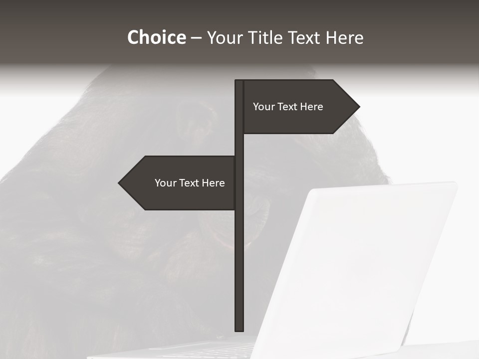 Monkey (Mixed-Breed Between Chimpanzee And Bonobo)V Playing With A Laptop In Front Of A White Background PowerPoint Template