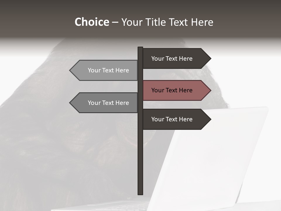 Monkey (Mixed-Breed Between Chimpanzee And Bonobo)V Playing With A Laptop In Front Of A White Background PowerPoint Template