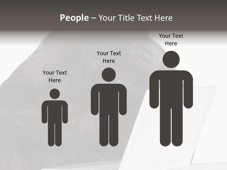 Monkey (Mixed-Breed Between Chimpanzee And Bonobo)V Playing With A Laptop In Front Of A White Background PowerPoint Template