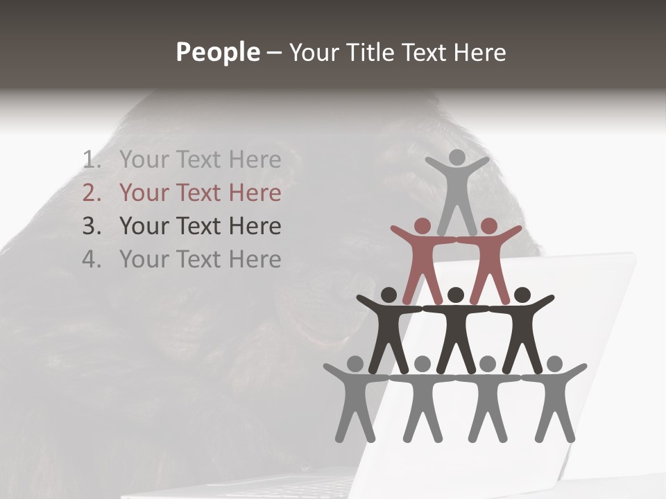 Monkey (Mixed-Breed Between Chimpanzee And Bonobo)V Playing With A Laptop In Front Of A White Background PowerPoint Template