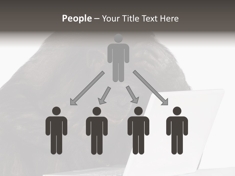 Monkey (Mixed-Breed Between Chimpanzee And Bonobo)V Playing With A Laptop In Front Of A White Background PowerPoint Template