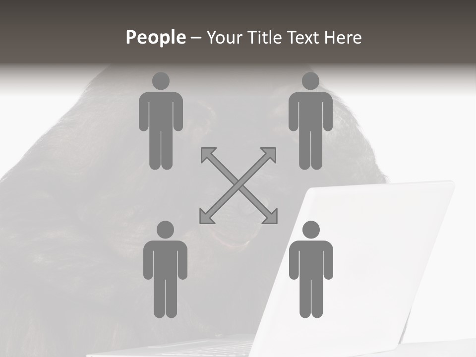 Monkey (Mixed-Breed Between Chimpanzee And Bonobo)V Playing With A Laptop In Front Of A White Background PowerPoint Template