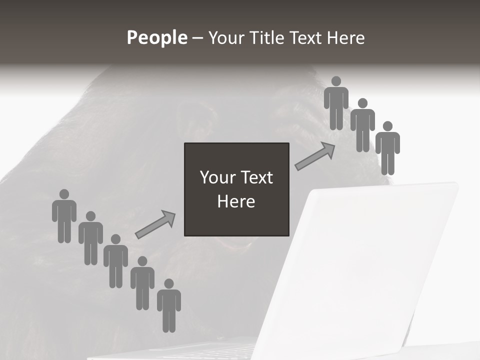 Monkey (Mixed-Breed Between Chimpanzee And Bonobo)V Playing With A Laptop In Front Of A White Background PowerPoint Template