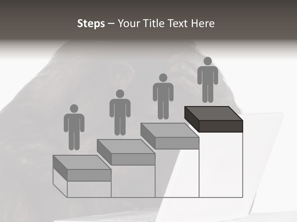 Monkey (Mixed-Breed Between Chimpanzee And Bonobo)V Playing With A Laptop In Front Of A White Background PowerPoint Template