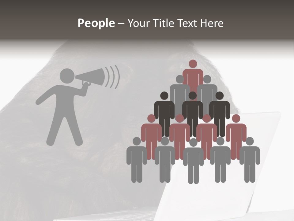 Monkey (Mixed-Breed Between Chimpanzee And Bonobo)V Playing With A Laptop In Front Of A White Background PowerPoint Template