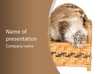 Upside Down American Curl Cat On Chair, On White Background PowerPoint Template