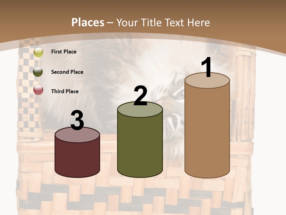 Upside Down American Curl Cat On Chair, On White Background PowerPoint Template