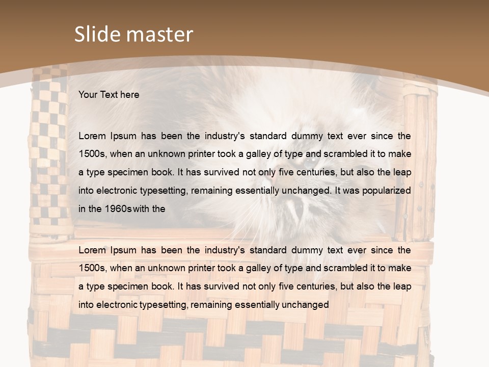 Upside Down American Curl Cat On Chair, On White Background PowerPoint Template