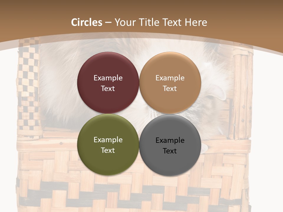 Upside Down American Curl Cat On Chair, On White Background PowerPoint Template