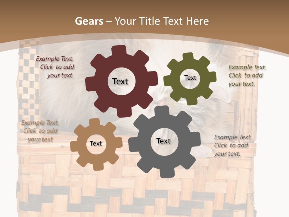 Upside Down American Curl Cat On Chair, On White Background PowerPoint Template