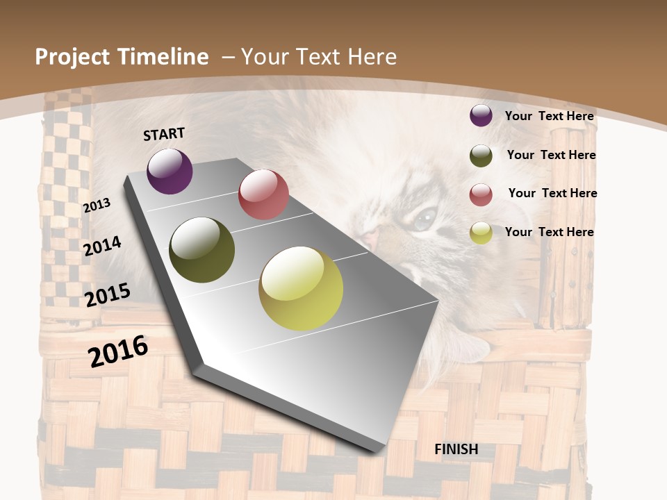 Upside Down American Curl Cat On Chair, On White Background PowerPoint Template