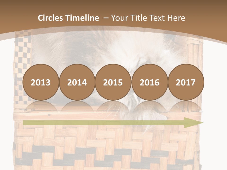 Upside Down American Curl Cat On Chair, On White Background PowerPoint Template