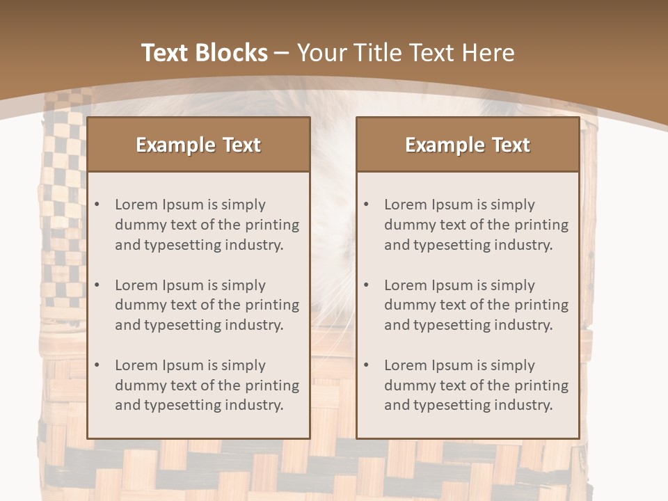 Upside Down American Curl Cat On Chair, On White Background PowerPoint Template