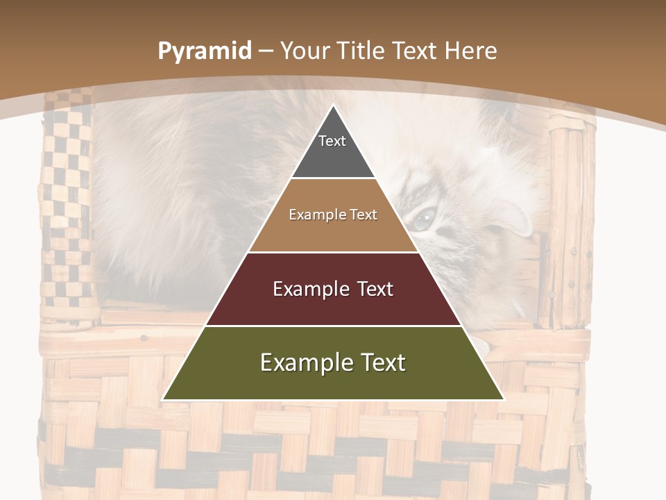 Upside Down American Curl Cat On Chair, On White Background PowerPoint Template