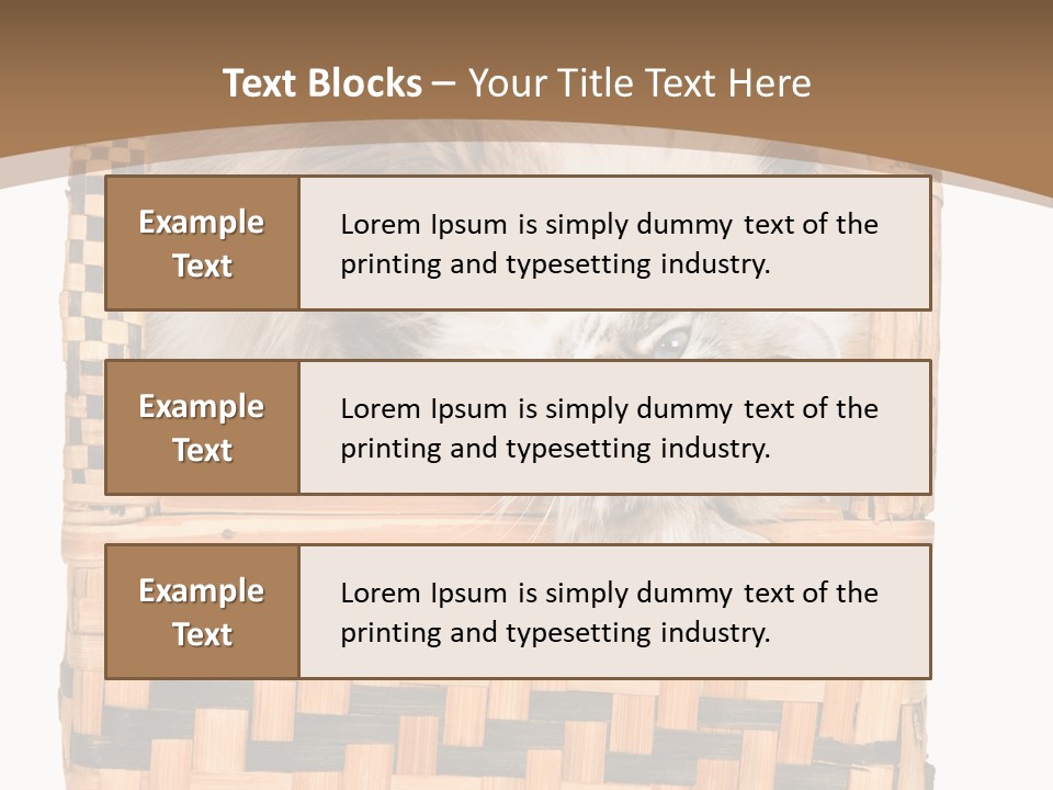 Upside Down American Curl Cat On Chair, On White Background PowerPoint Template