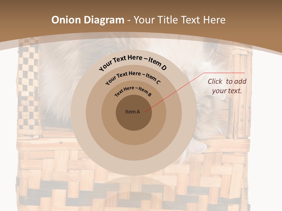 Upside Down American Curl Cat On Chair, On White Background PowerPoint Template