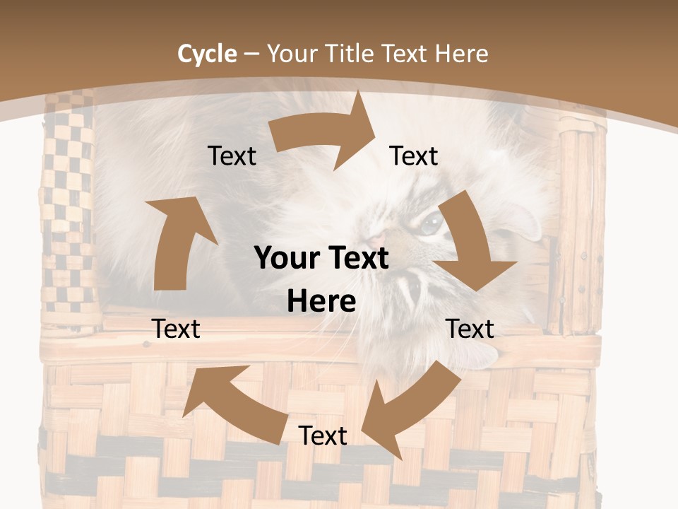 Upside Down American Curl Cat On Chair, On White Background PowerPoint Template