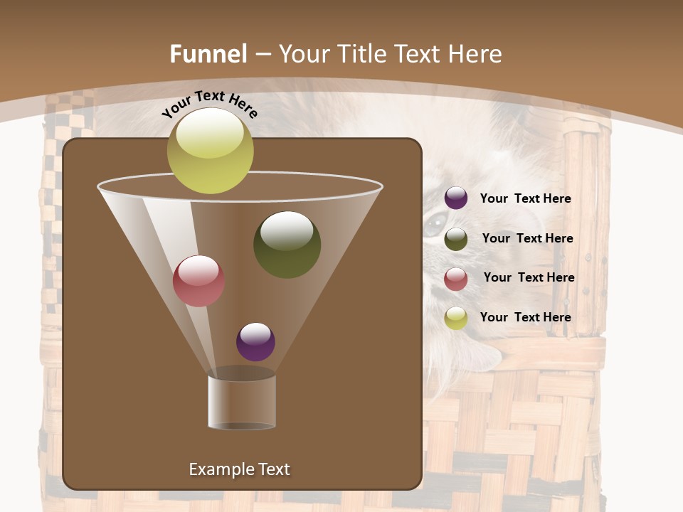 Upside Down American Curl Cat On Chair, On White Background PowerPoint Template