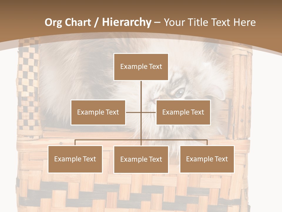 Upside Down American Curl Cat On Chair, On White Background PowerPoint Template