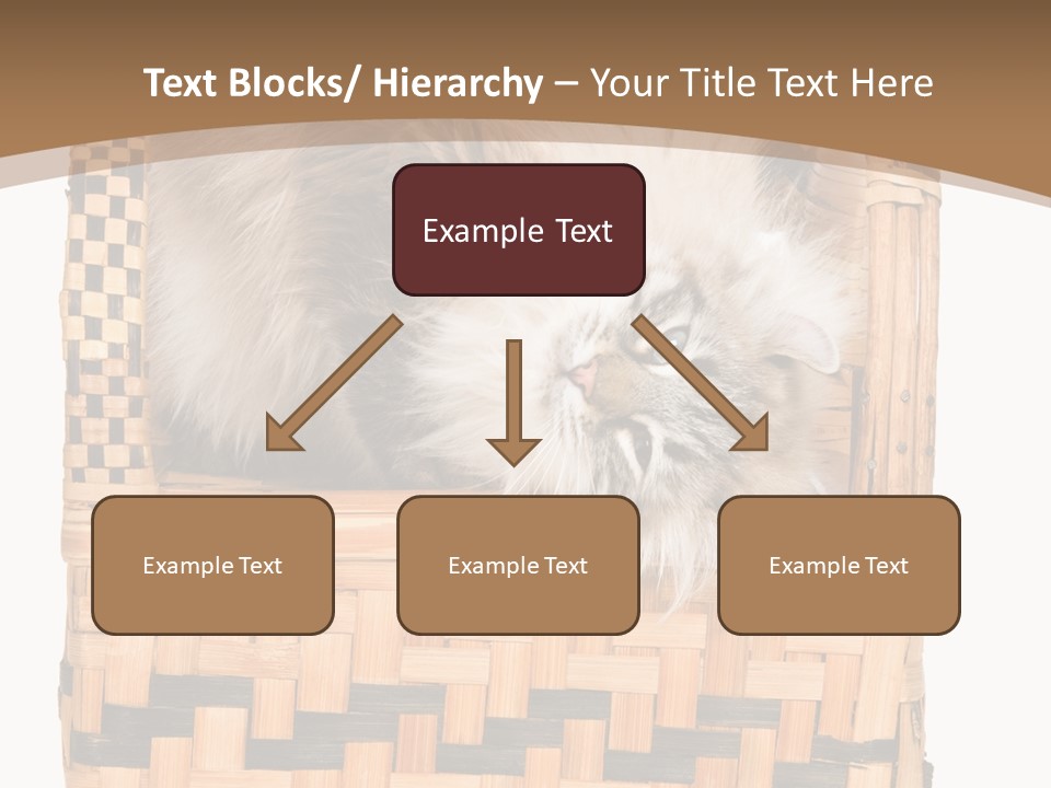 Upside Down American Curl Cat On Chair, On White Background PowerPoint Template