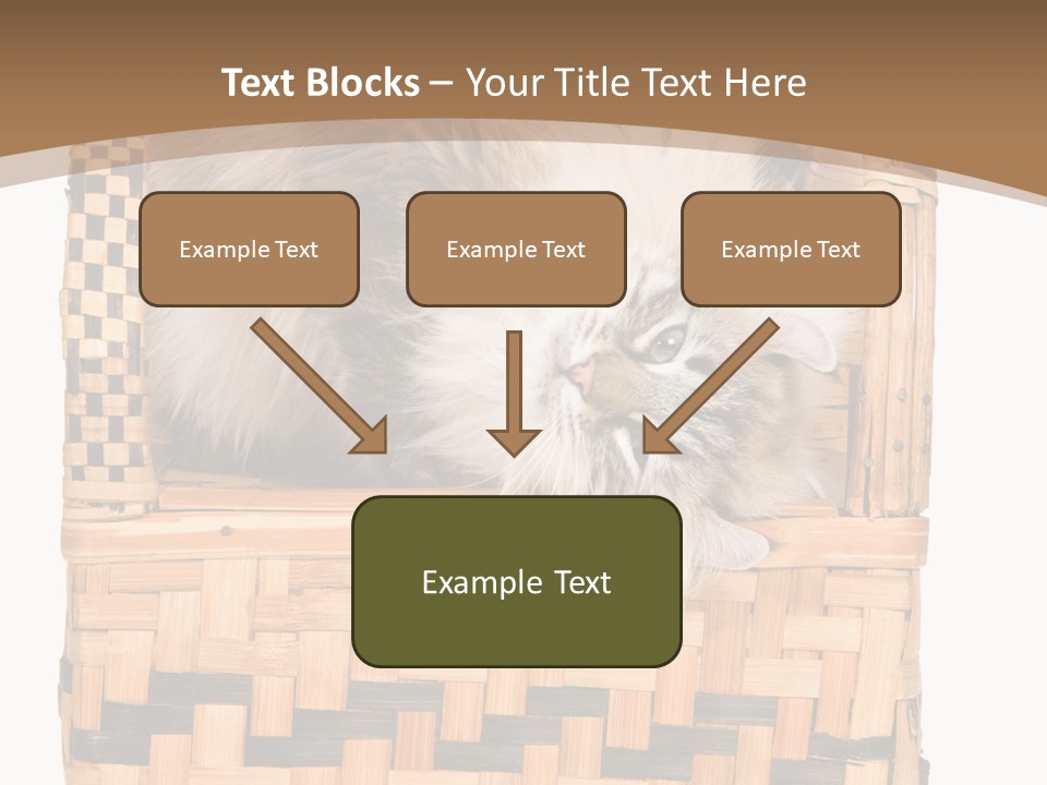 Upside Down American Curl Cat On Chair, On White Background PowerPoint Template