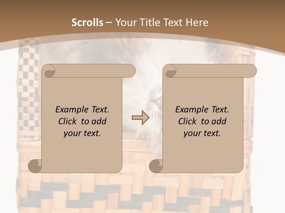 Upside Down American Curl Cat On Chair, On White Background PowerPoint Template