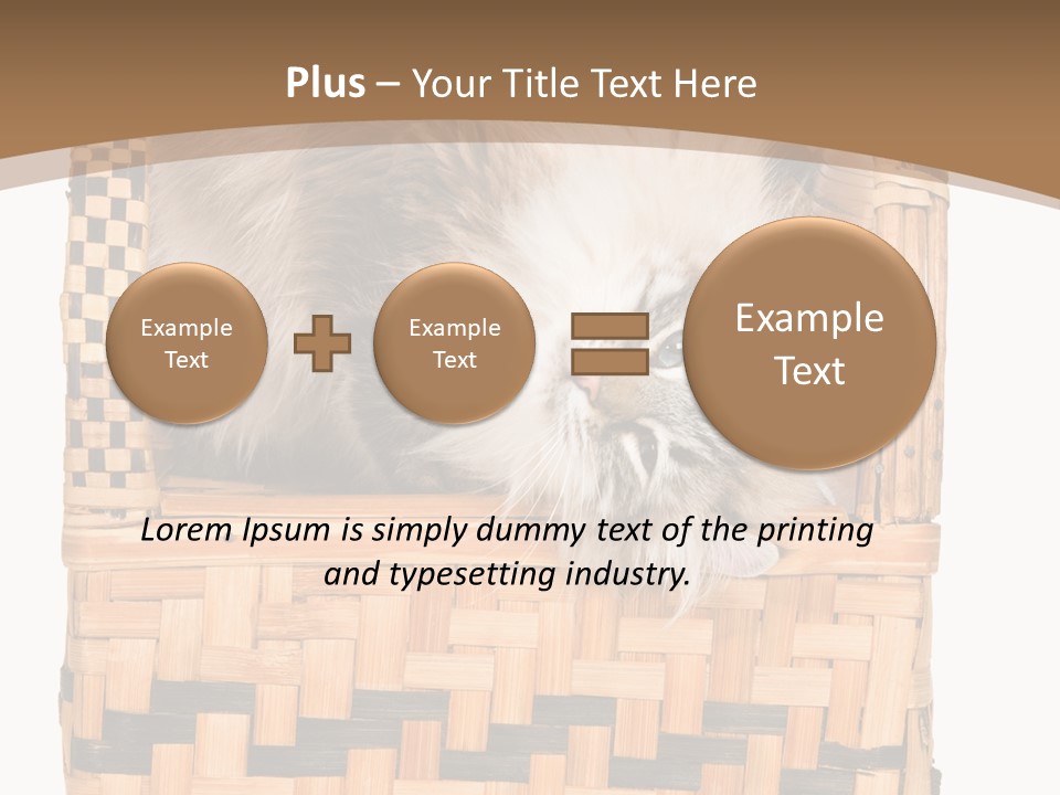 Upside Down American Curl Cat On Chair, On White Background PowerPoint Template