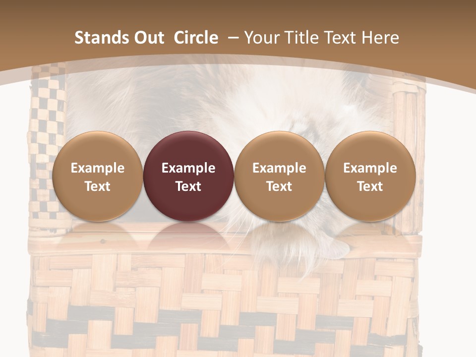 Upside Down American Curl Cat On Chair, On White Background PowerPoint Template