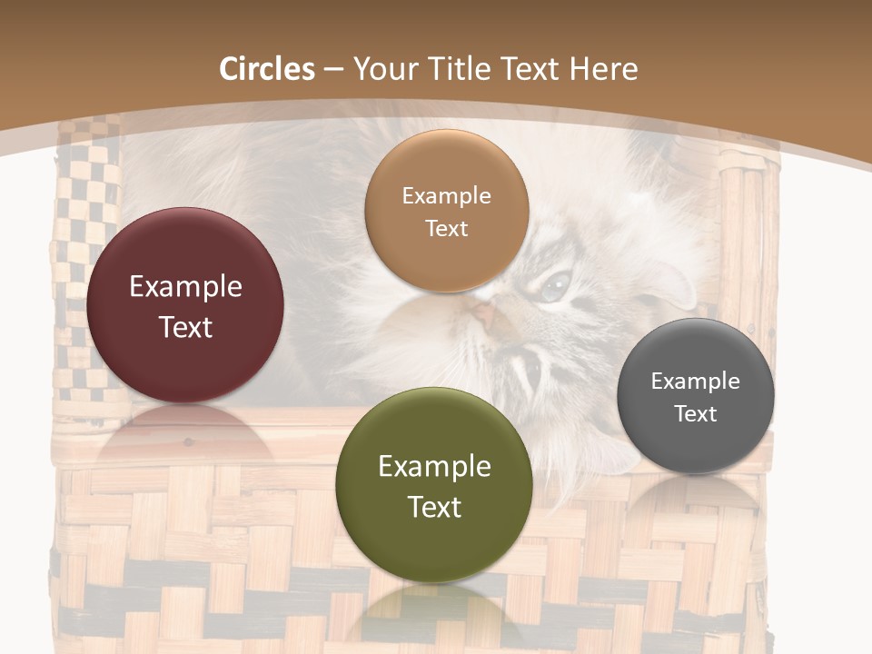 Upside Down American Curl Cat On Chair, On White Background PowerPoint Template