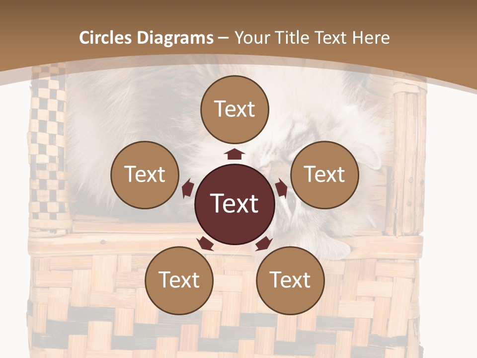 Upside Down American Curl Cat On Chair, On White Background PowerPoint Template