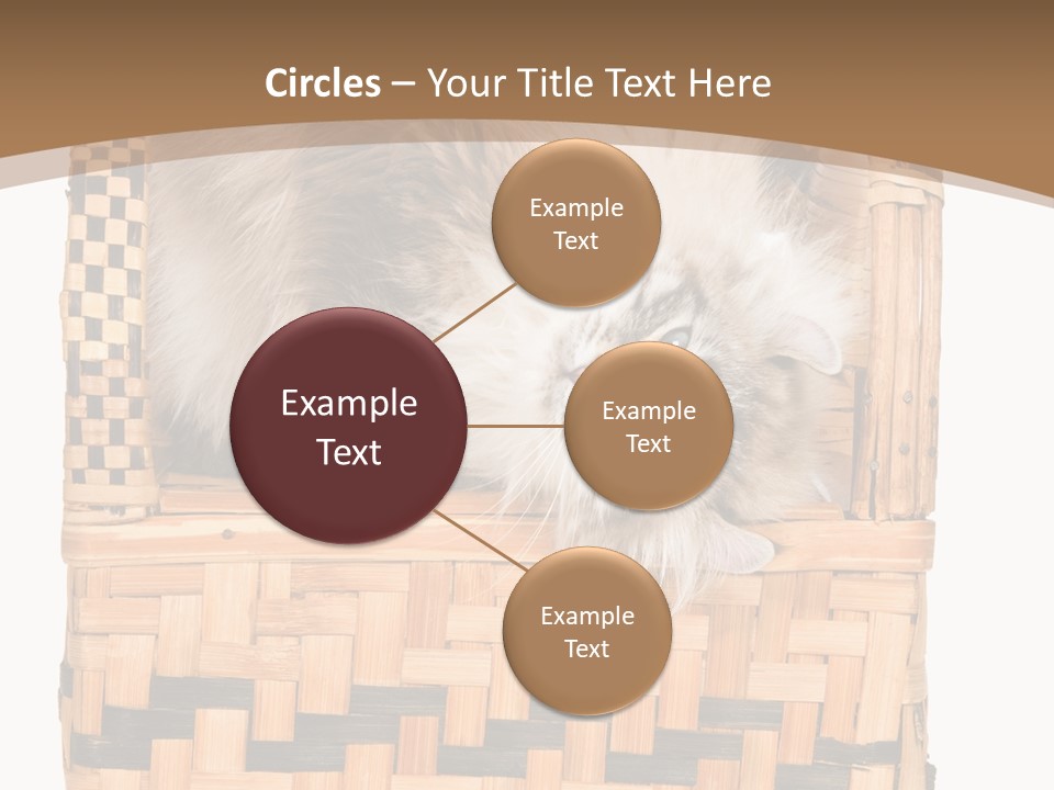 Upside Down American Curl Cat On Chair, On White Background PowerPoint Template