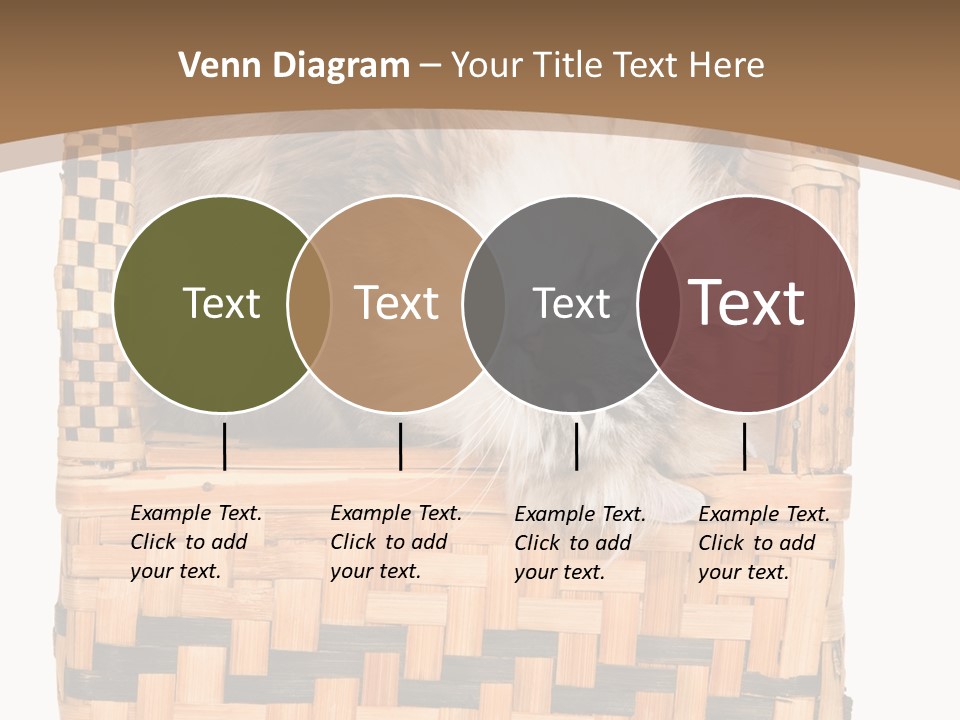 Upside Down American Curl Cat On Chair, On White Background PowerPoint Template