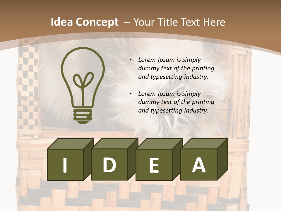 Upside Down American Curl Cat On Chair, On White Background PowerPoint Template