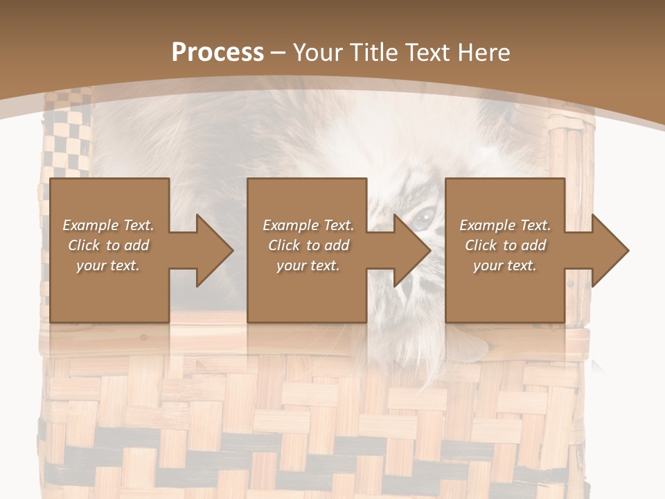 Upside Down American Curl Cat On Chair, On White Background PowerPoint Template