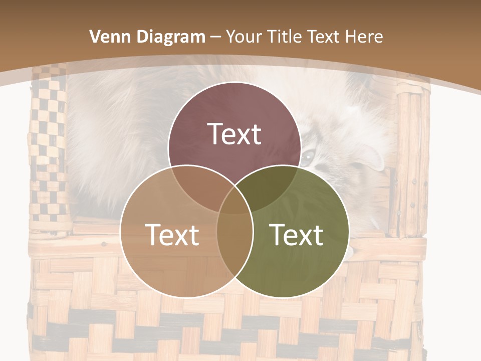 Upside Down American Curl Cat On Chair, On White Background PowerPoint Template