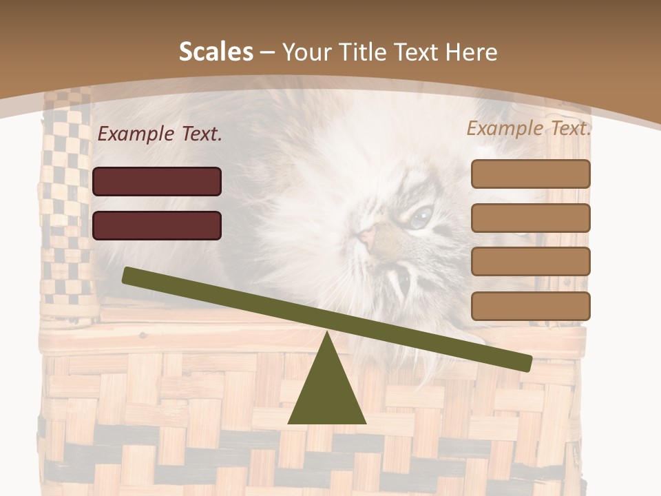 Upside Down American Curl Cat On Chair, On White Background PowerPoint Template