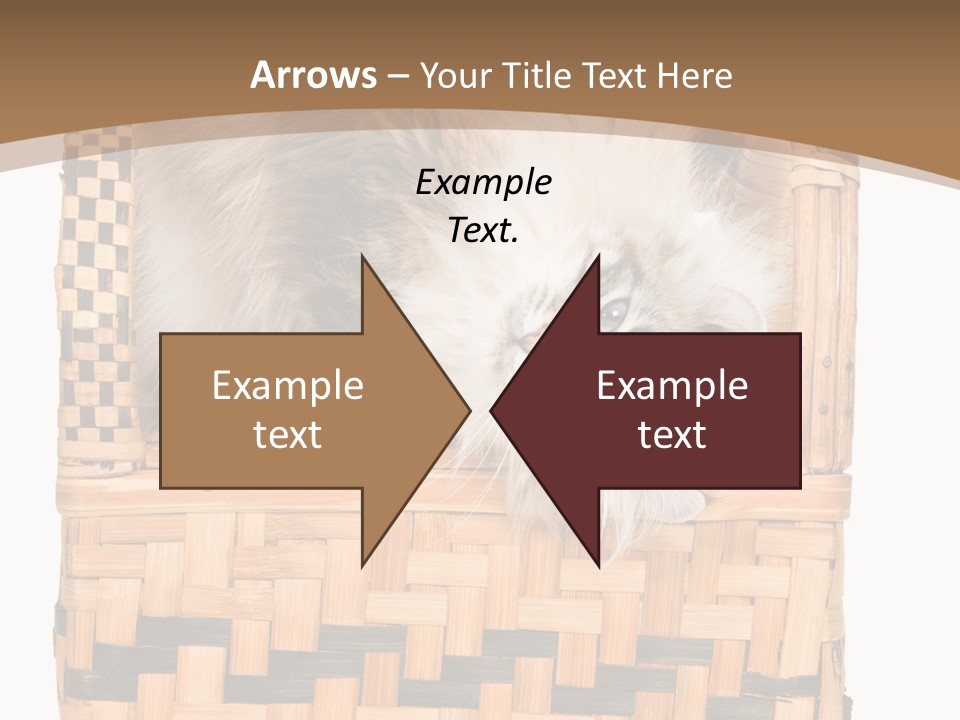 Upside Down American Curl Cat On Chair, On White Background PowerPoint Template