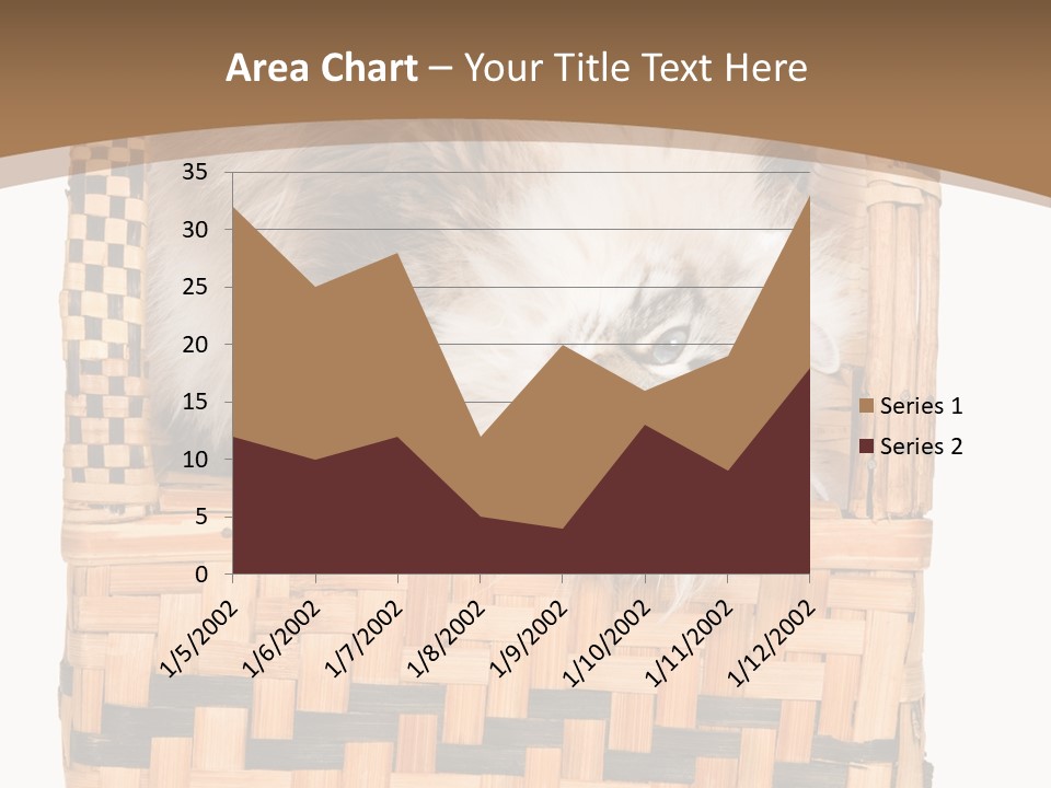 Upside Down American Curl Cat On Chair, On White Background PowerPoint Template