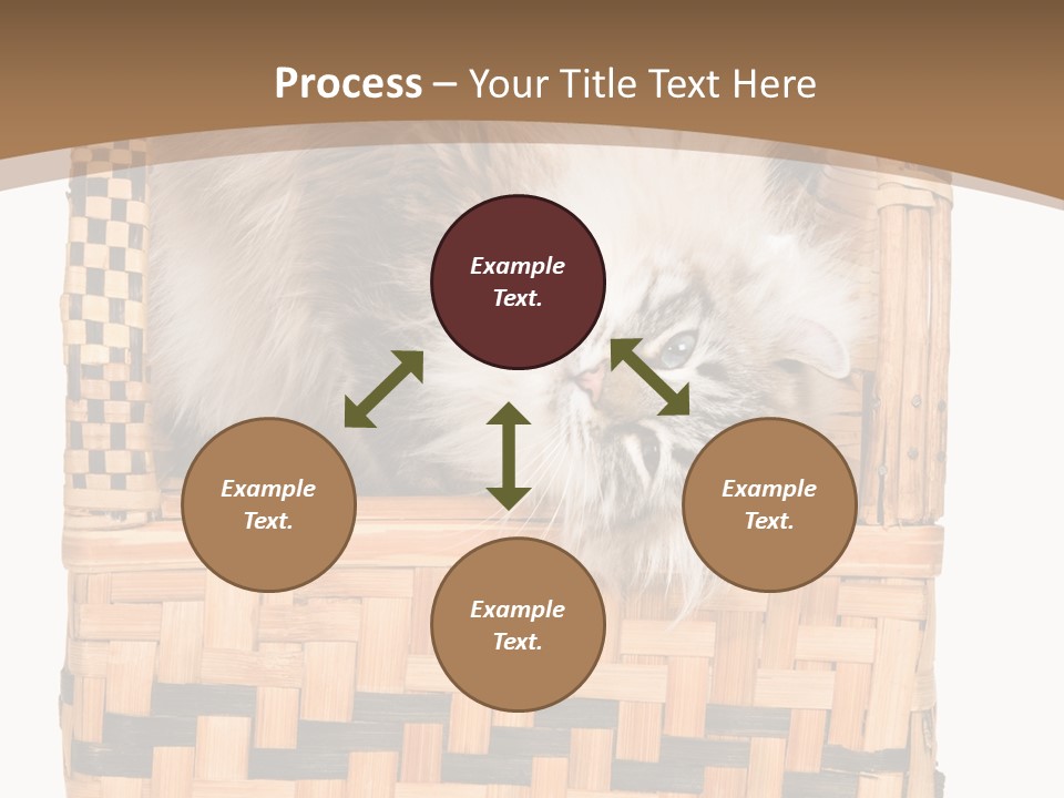 Upside Down American Curl Cat On Chair, On White Background PowerPoint Template