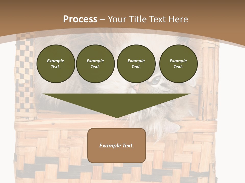 Upside Down American Curl Cat On Chair, On White Background PowerPoint Template