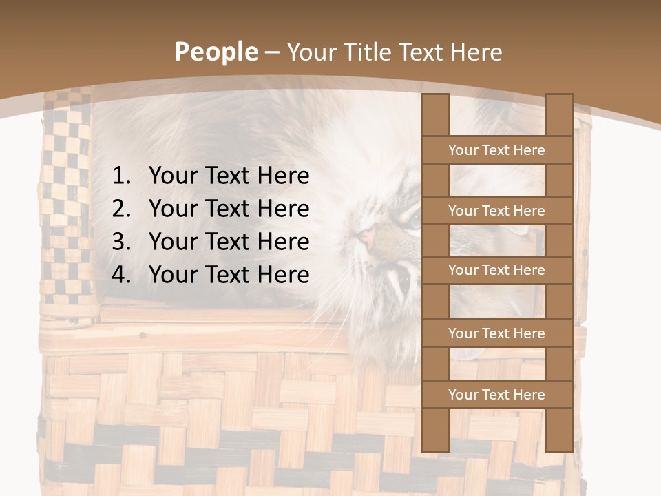 Upside Down American Curl Cat On Chair, On White Background PowerPoint Template