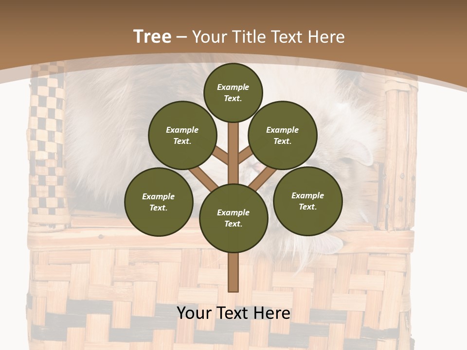 Upside Down American Curl Cat On Chair, On White Background PowerPoint Template