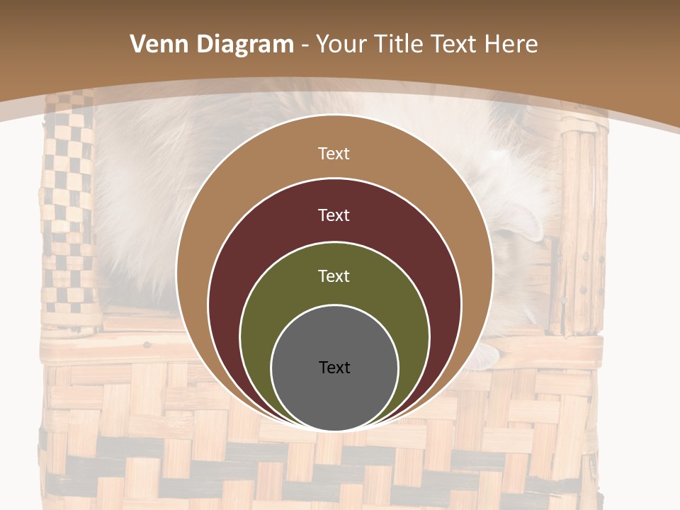 Upside Down American Curl Cat On Chair, On White Background PowerPoint Template