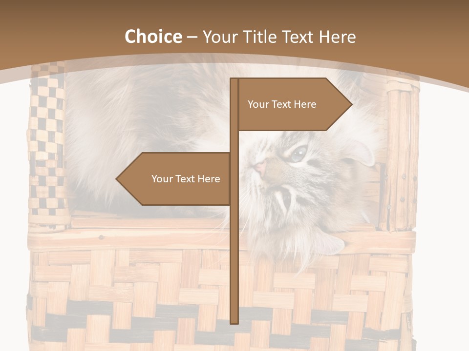 Upside Down American Curl Cat On Chair, On White Background PowerPoint Template