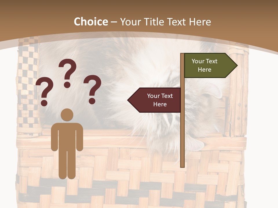 Upside Down American Curl Cat On Chair, On White Background PowerPoint Template